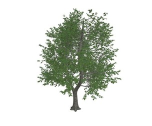 Green Ash Tree #01