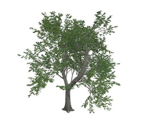 Green Ash Tree #02
