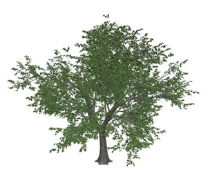 Green Ash Tree #03