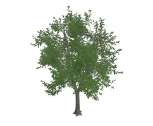 Green Ash Tree #04