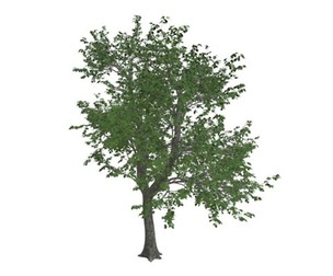 Green Ash Tree #05