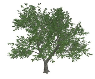 Green Ash Tree #06