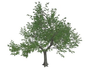 Green Ash Tree #07