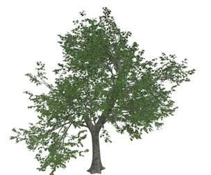 Green Ash Tree #08