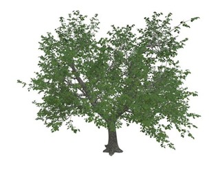 Green Ash Tree #09