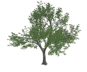 Green Ash Tree #10