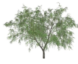 Honey Mesquite Tree #01