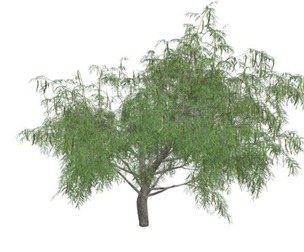 Honey Mesquite Tree #02