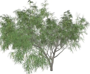 Honey Mesquite Tree #03