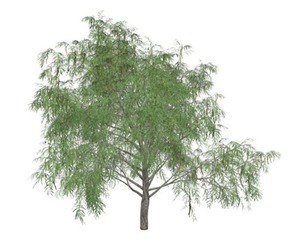 Honey Mesquite Tree #04