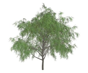 Honey Mesquite Tree #05