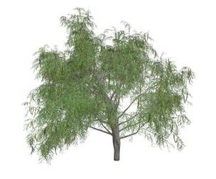 Honey Mesquite Tree #06