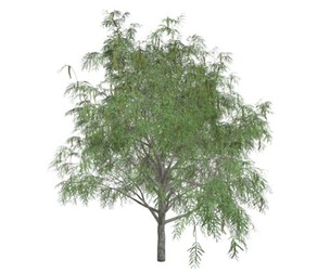 Honey Mesquite Tree #07