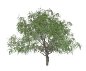 Honey Mesquite Tree #08