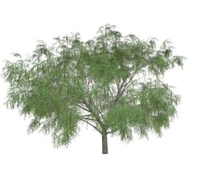 Honey Mesquite Tree #09