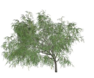 Honey Mesquite Tree #10