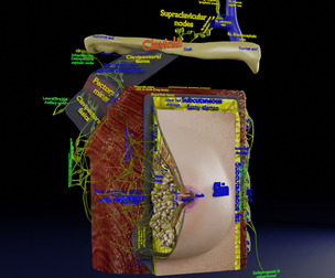 breast lymphatic drainage scaled anatomy histology