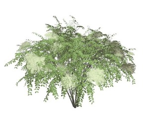 Japanese Angelica Tree #01