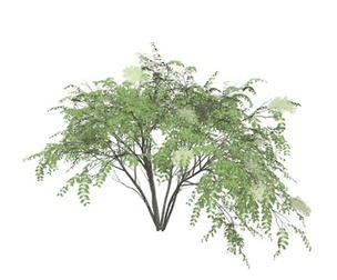 Japanese Angelica Tree #02