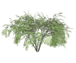 Japanese Angelica Tree #03