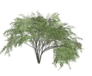 Japanese Angelica Tree #04