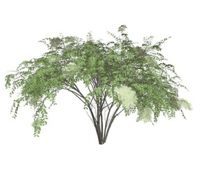 Japanese Angelica Tree #05