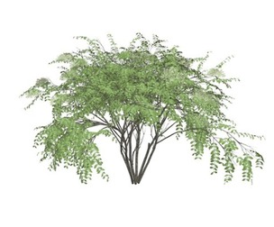 Japanese Angelica Tree #06