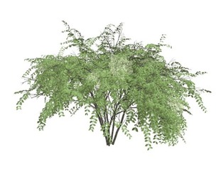 Japanese Angelica Tree #07