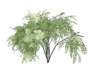 Japanese Angelica Tree #08