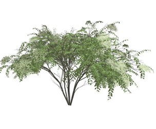 Japanese Angelica Tree #09