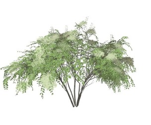 Japanese Angelica Tree #10