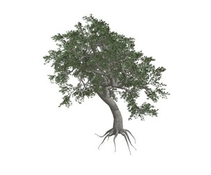 Japanese Maple Tree #01