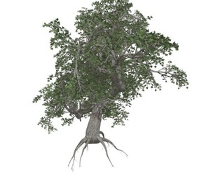 Japanese Maple Tree #02