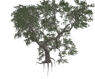 Japanese Maple Tree #03