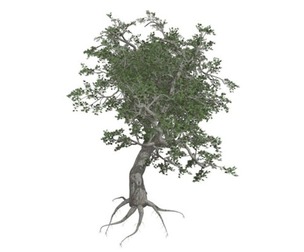 Japanese Maple Tree #04