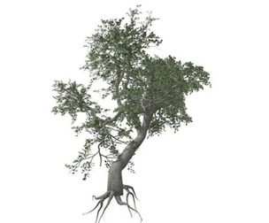 Japanese Maple Tree #05