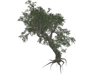Japanese Maple Tree #06