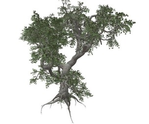 Japanese Maple Tree #07