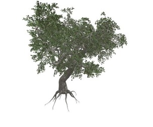 Japanese Maple Tree #08