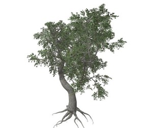 Japanese Maple Tree #09