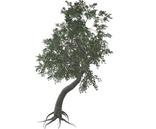 Japanese Maple Tree #10