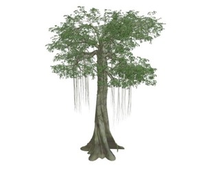 Kapok Tree #01