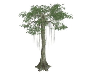 Kapok Tree #02