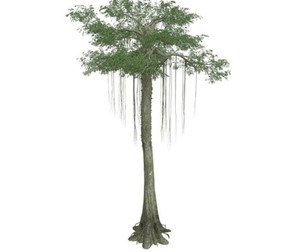 Kapok Tree #03