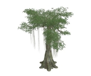 Kapok Tree #04