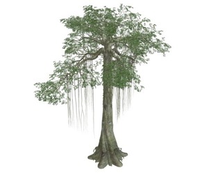 Kapok Tree #05