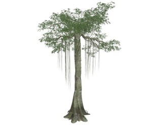 Kapok Tree #06