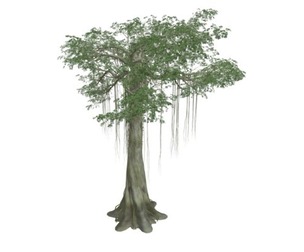Kapok Tree #07