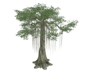Kapok Tree #08
