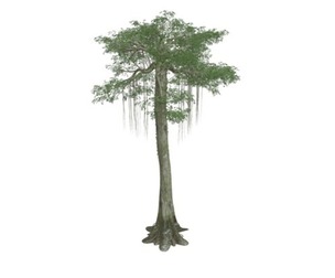 Kapok Tree #09